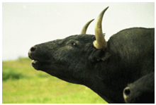 Conduta sonora Conduta sonora