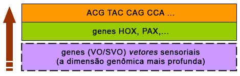 Genes vetores