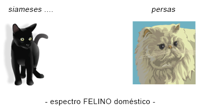 Aspecto felino