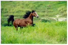 Sincronia mente e corpo